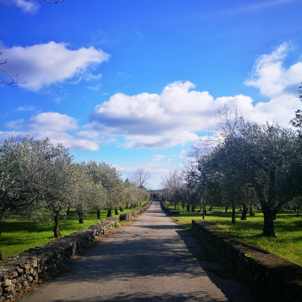 marry me in sicily matrimonio vigneto sicilia